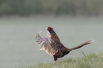 common pheasant