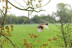 pheasant