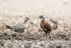 common pheasant