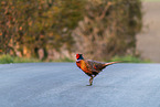 common pheasant