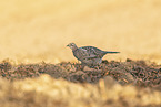 common pheasant