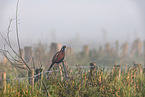 pheasant