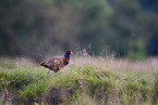 common pheasant
