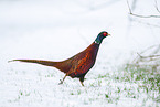 common pheasant