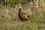 pheasant