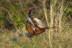 pheasant