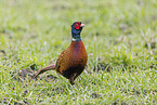 pheasant