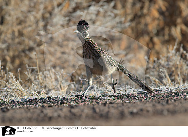 Wegekuckuck / roadrunner / FF-07555