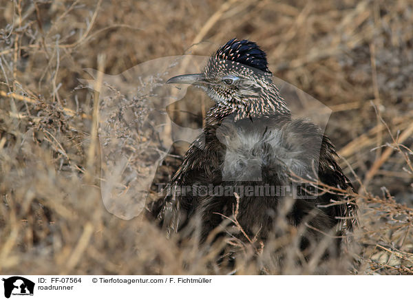 Wegekuckuck / roadrunner / FF-07564