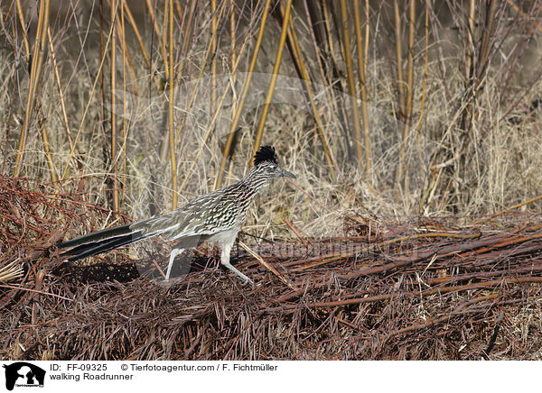 walking Roadrunner / FF-09325