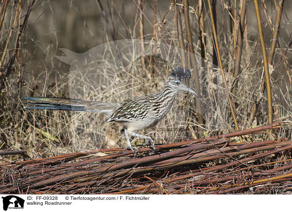 walking Roadrunner / FF-09328