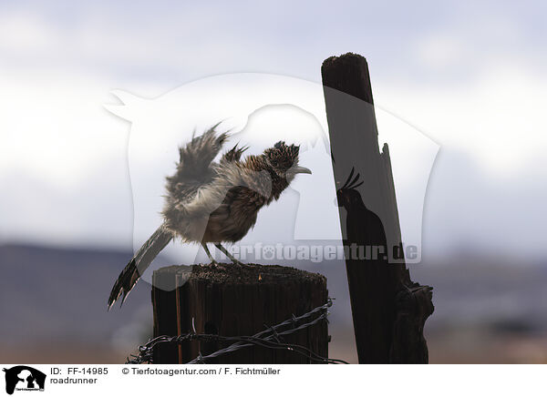 roadrunner / FF-14985