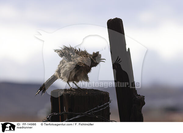 roadrunner / FF-14986