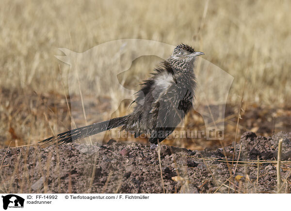 Wegekuckuck / roadrunner / FF-14992