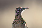 roadrunner