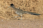 roadrunner