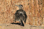 roadrunner