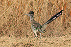 roadrunner