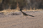 roadrunner