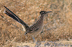 roadrunner