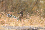 roadrunner