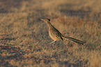 roadrunner