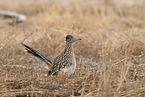 roadrunner