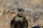 roadrunner