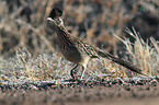 roadrunner