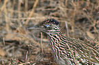 roadrunner