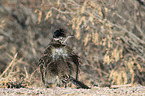 roadrunner