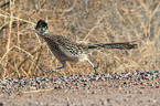 roadrunner