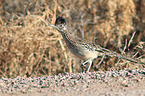 roadrunner