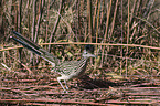 standing Roadrunner