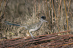 standing Roadrunner