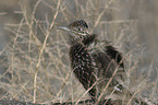 sitting Roadrunner