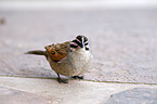 rock bunting