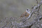 rock bunting