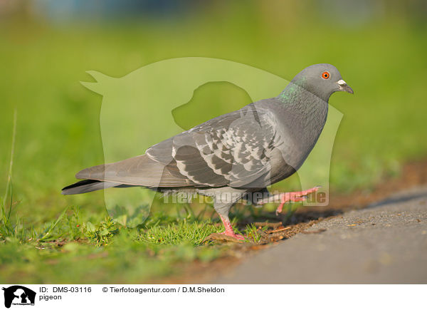 Felsentaube / pigeon / DMS-03116