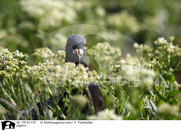 Felsentaube / pigeon / FF-01170