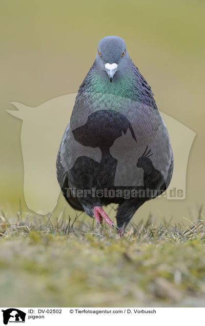 Felsentaube / pigeon / DV-02502