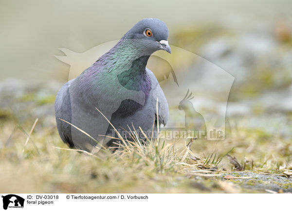 Felsentaube / feral pigeon / DV-03018