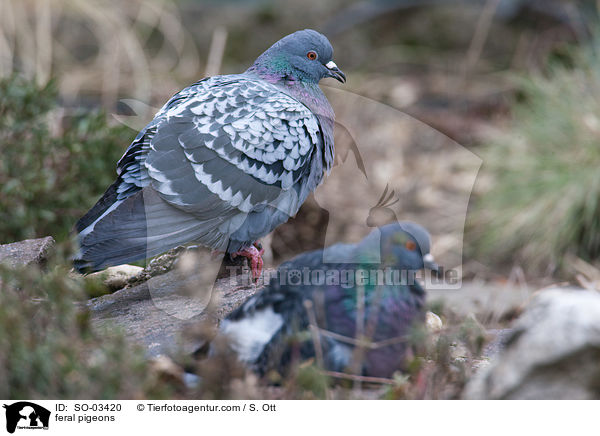 Felsentauben / feral pigeons / SO-03420