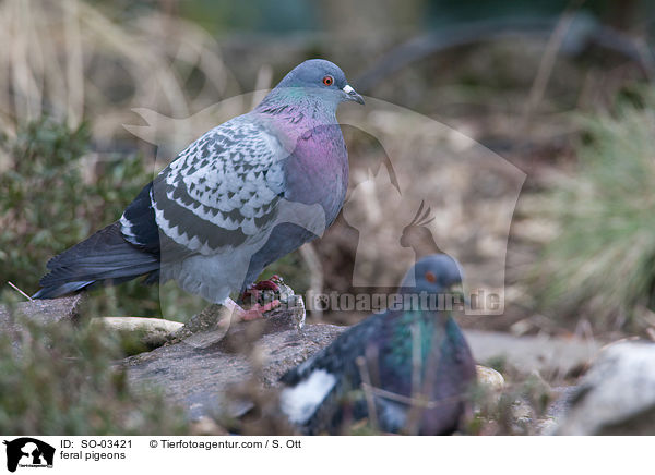 feral pigeons / SO-03421