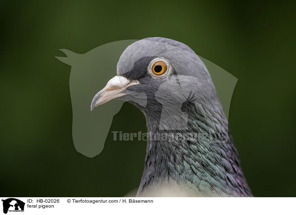 feral pigeon / HB-02026