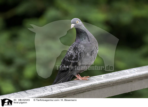 feral pigeon / HB-02045