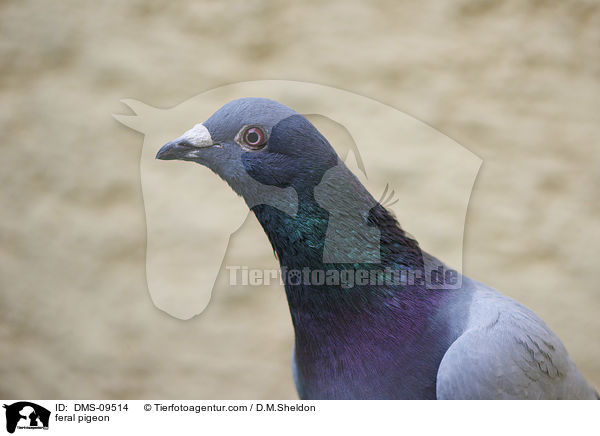 feral pigeon / DMS-09514