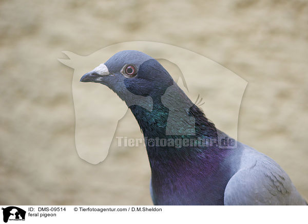 Felsentaube / feral pigeon / DMS-09514