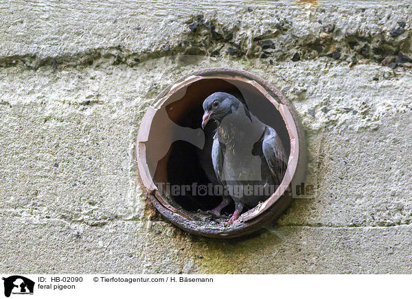 feral pigeon / HB-02090