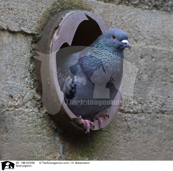 Felsentaube / feral pigeon / HB-02096